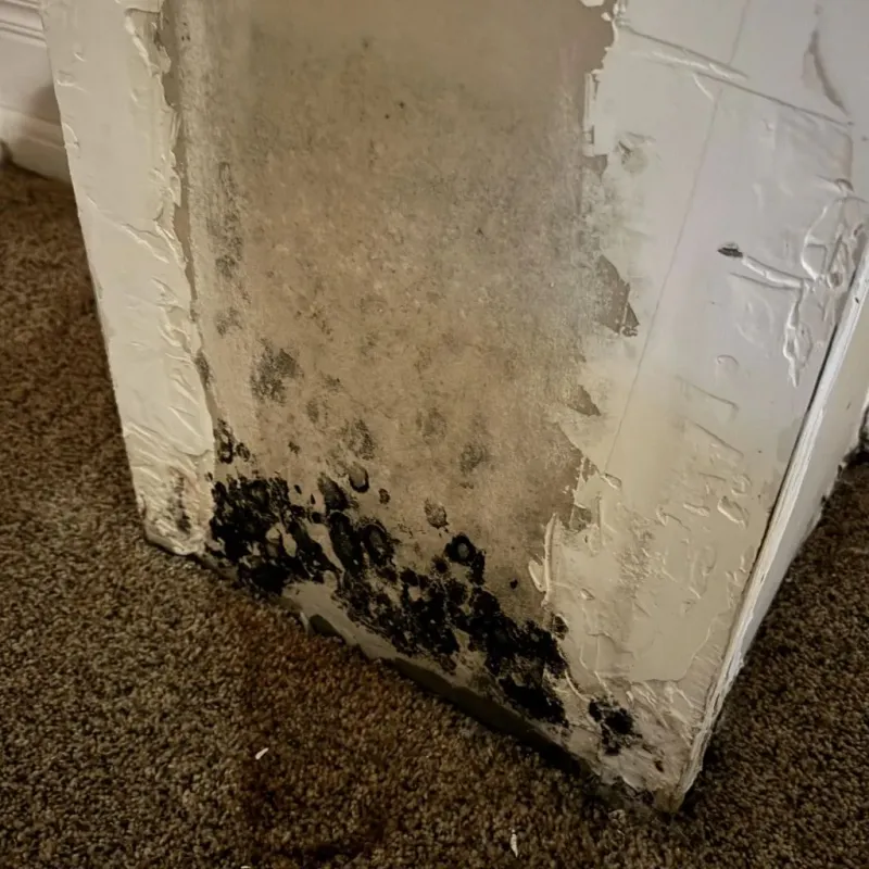 Professional Mold Removal in Lindsay, CA